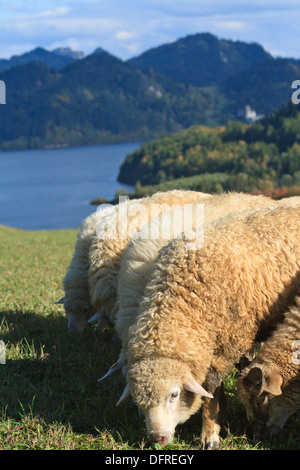 Pieniny mountains with Niedzica castle over Czorsztynskie lake, and herd of sheep on green meadow in front. Southern Poland. Stock Photo