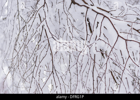 Tree branches covered in winter snow, Dumfries and Galloway, Scotland Stock Photo