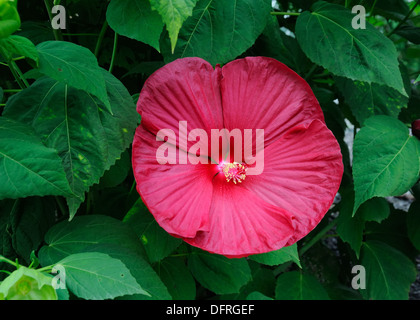 Dinner plate Hibiscus plant. Stock Photo