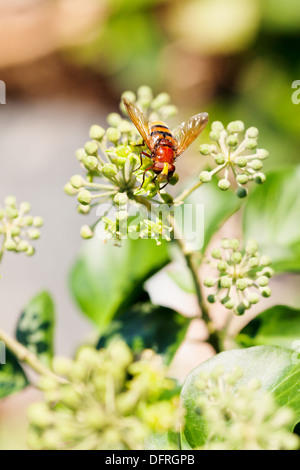 flower fly volucella inanis nectaring on green blossoms of ivy plant in autumn day Stock Photo