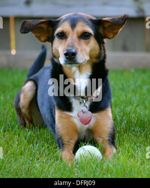 Meagle - Min-Pin Beagle Mixed Breed Dog Stock Photo