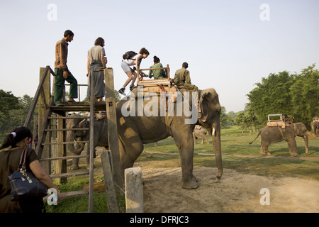 Tourists climbing on elephant for elephant safari, Chitwan National Park, Chitwan, Nepal. Stock Photo