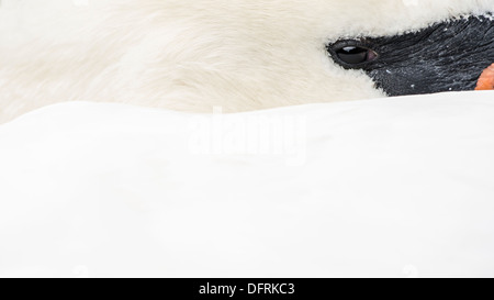 A Mute Swan, keeping an eye out for danger while resting. Stock Photo