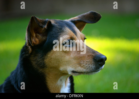 Meagle - Min-Pin Beagle Mixed Breed Dog Stock Photo