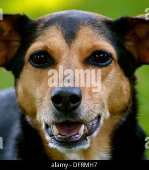 Meagle - Min-Pin Beagle Mixed Breed Dog Stock Photo