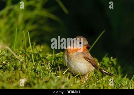 Red-breasted Flycatcher (Ficedula parva) male Stock Photo