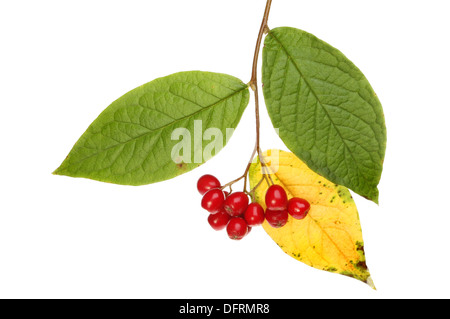 Autumn colors of cotoneaster foliage and berries isolated against white Stock Photo