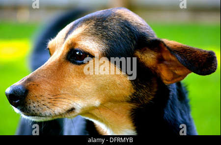 Meagle - Min-Pin Beagle Mixed Breed Dog Stock Photo