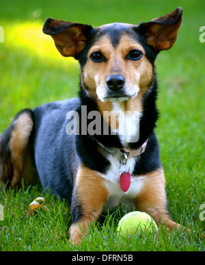 Meagle - Min-Pin Beagle Mixed Breed Dog Stock Photo