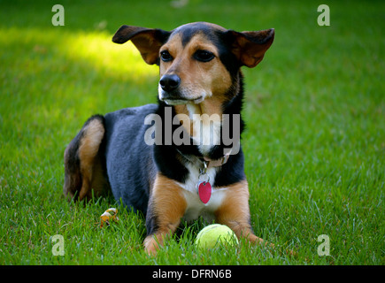 Meagle - Min-Pin Beagle Mixed Breed Dog Stock Photo