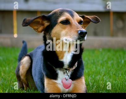 Meagle - Min-Pin Beagle Mixed Breed Dog Stock Photo