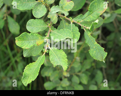 Eared Willow ( Salix aurita ) In Summer, UK Stock Photo