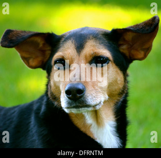 Meagle - Min-Pin Beagle Mixed Breed Dog Stock Photo