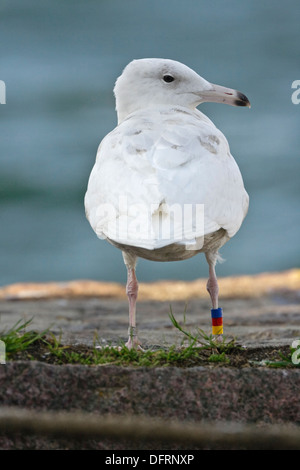 Glaucous Gull (Larus hyperboreus) immature 2 cy Stock Photo