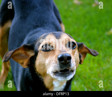 Meagle - Min-Pin Beagle Mixed Breed Dog Stock Photo