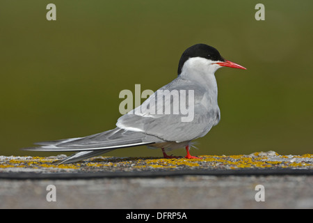 Arctic Tern (Sterna paradisaea) adult Stock Photo