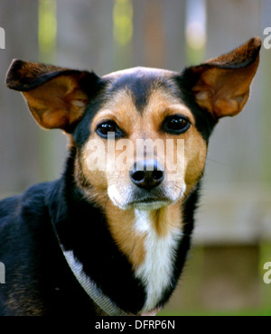 Meagle - Min-Pin Beagle Mixed Breed Dog Stock Photo