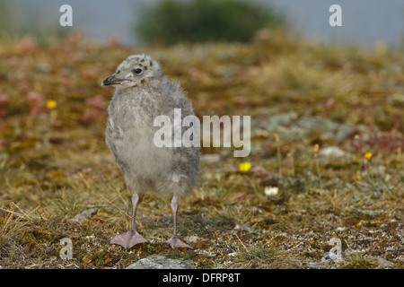 Mew Gull (Larus canus) juvenile Stock Photo