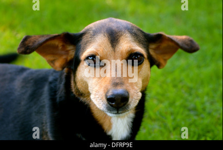 Meagle - Min-Pin Beagle Mixed Breed Dog Stock Photo