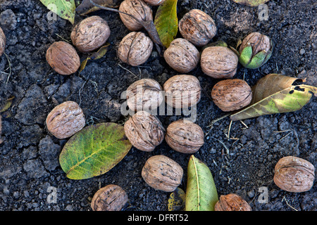 Mature English Walnuts shed from branch, harvest time. Stock Photo