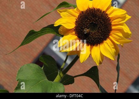 Flowers  Sunflowers bumble bee Stock Photo