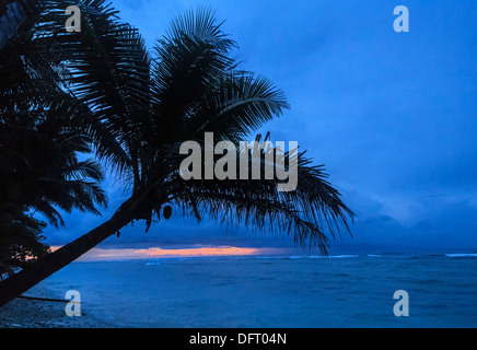 Kosrae Micronesia beach and coconut palm tree at Kosrae Nautilus Resort ...