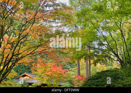 Tall Upright Japanese Maple Tree Foliage Changing Color in Fall Season Stock Photo