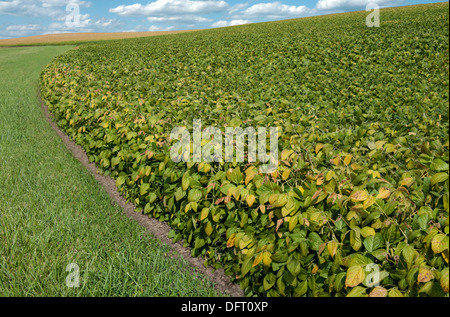 Soybean Fields in September Stock Photo