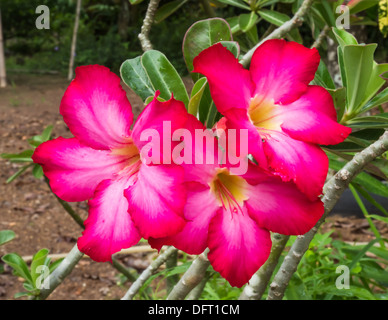 Red desert rose flower close up and flowers at backgroud Stock Photo