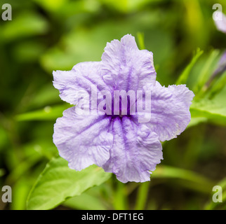 Purple Ruellia Tuberosa Flower on flowers at backgroud Stock Photo