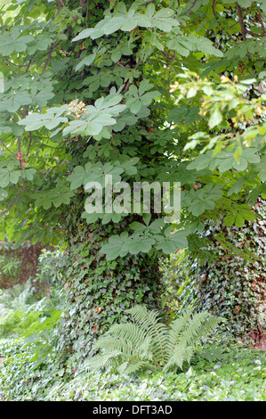 Old horse chestnut tree covered with ivy Stock Photo