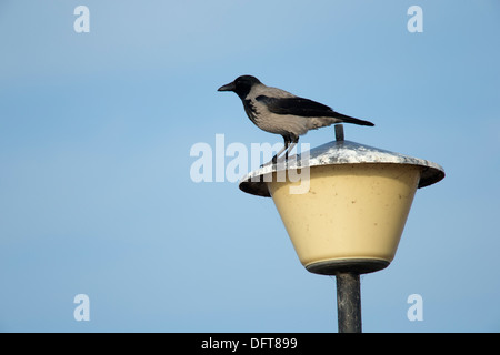 A Hooded Crow on a lamppost Stock Photo