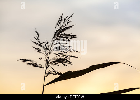 Beautiful reed silhouette Stock Photo