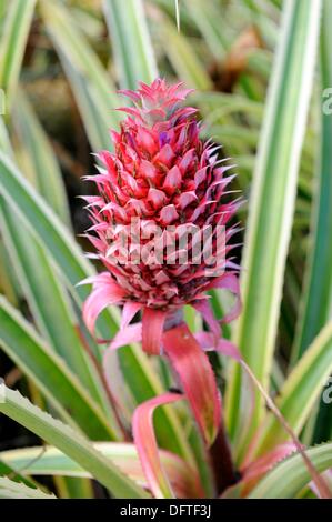 Pineapple Field Dole Plantation Wahiawa Honolulu Hawaii Oahu Pacific ...