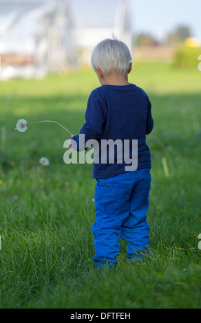 Small blond boy standing in the gras with dandelion in hand. Stock Photo
