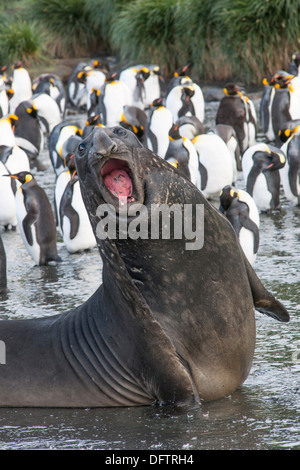 Southern Elephant Seal (Mirounga leonina), male, Gold Harbour, South Georgia and the South Sandwich Islands, Antarctica Stock Photo