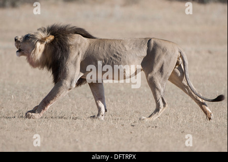 Lion (Panthera leo), male roaring during walk, Kgalagadi Transfrontier Park, South Africa Stock Photo