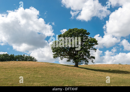 OAK TREE IN HIGH SUMMER ON GRASS COVERED HILLS WITH BLUE SKY AND WHITE CLOUDS. HEDGE AT TOP OF HILL. UK PORTRAIT FORMAT Stock Photo