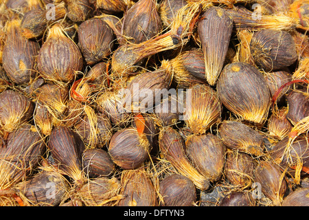 Palm Nut Kernels For Sale At A Ghanaian Market Stock Photo