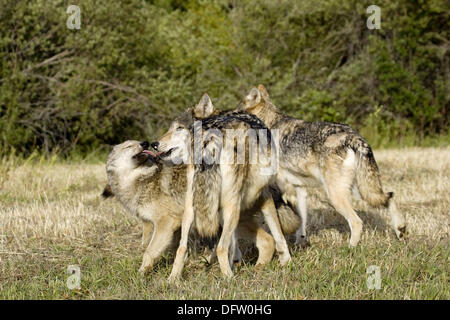 Wolves display bonding rituals Stock Photo - Alamy