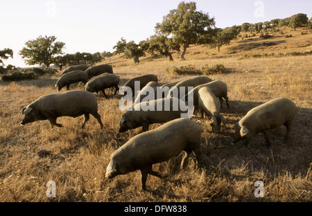 Pigs, ´pata negra´ ham. Salamanca province, Spain Stock Photo - Alamy