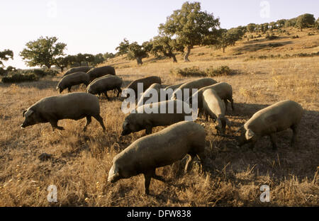 Pata negra hi-res stock photography and images - Alamy