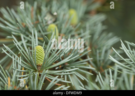 Pine cones mature and new developing cone on Blue Atlas Cedar tree branch amongst pine needles Stock Photo