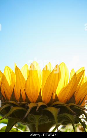 Sunflower back lit, close up with copy space Stock Photo - Alamy