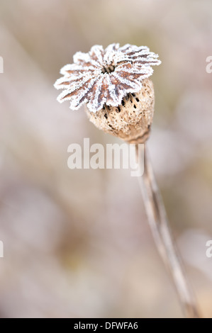 Cold frosty morning and dead flower head case of poppy takes on new form covered in frozen ice water vapour Stock Photo