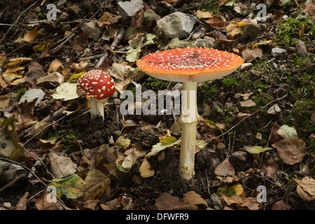 Fly Agaric Amanita Muscaria Amanitaceae poisonous near roots of Silver Birch and chestnut woodland Stock Photo