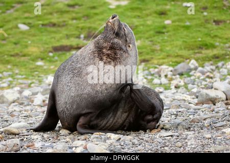 Antarctic Fur Seal (Arctocephalus gazella), Fortuna Bay, South Georgia Island
