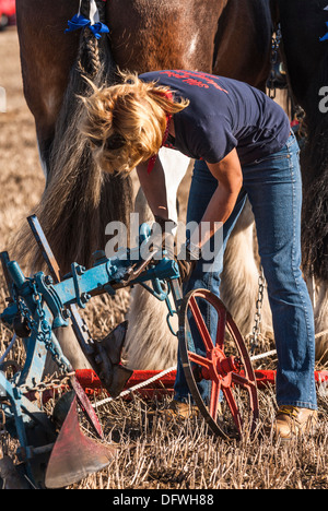 Northern Heavy Horse Society, Annual ploughing match, October 2013 Stock Photo