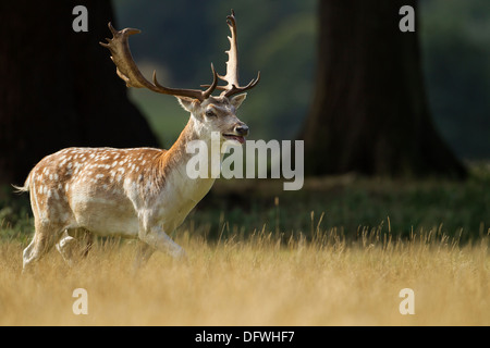 Fallow Deer Stag (Cervus dama) charging across field during the Autumn rut
