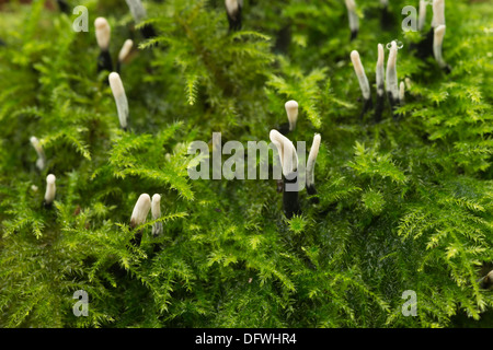 Miniature tiny Candle Snuff candlestick Fungus fruit bodies amongst creeping leaves branches shoots of moss Stock Photo